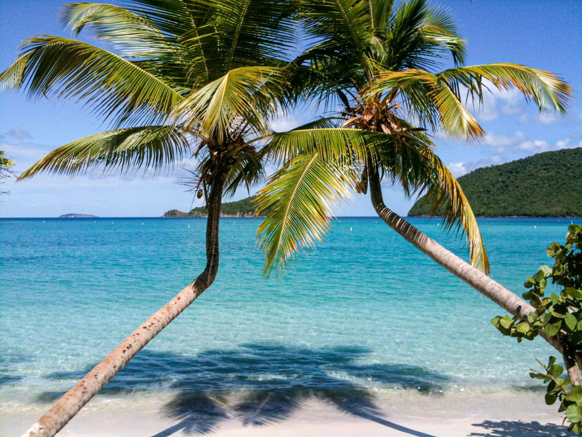 a palm tree on a beach near a body of water