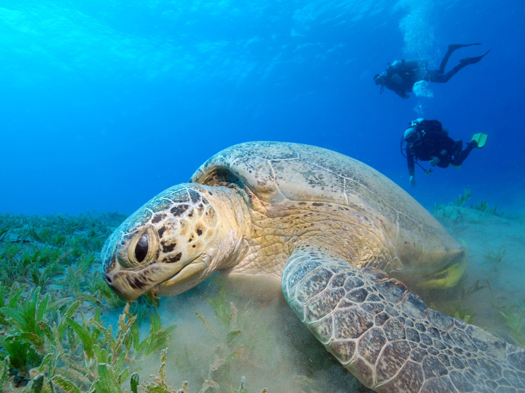 a turtle swimming under water