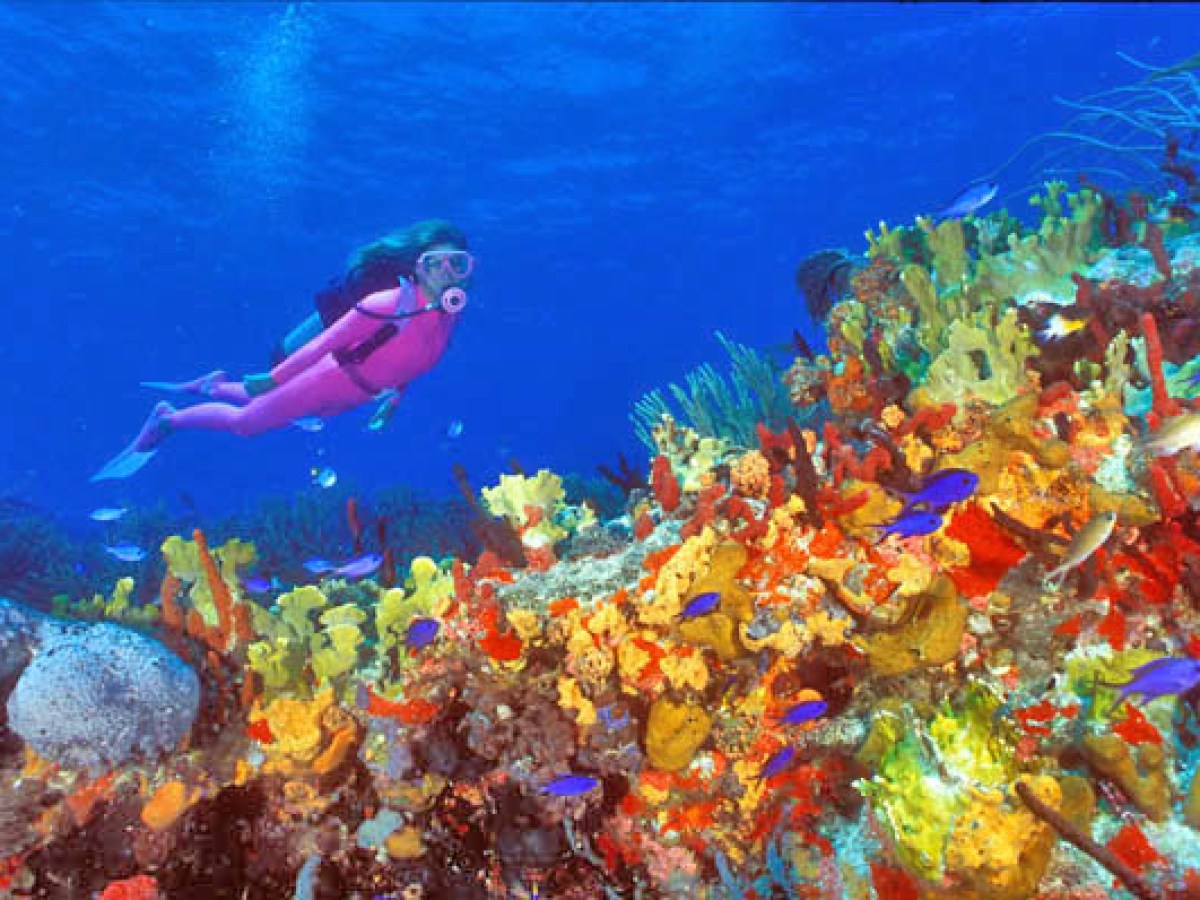 a group of colorful underwater