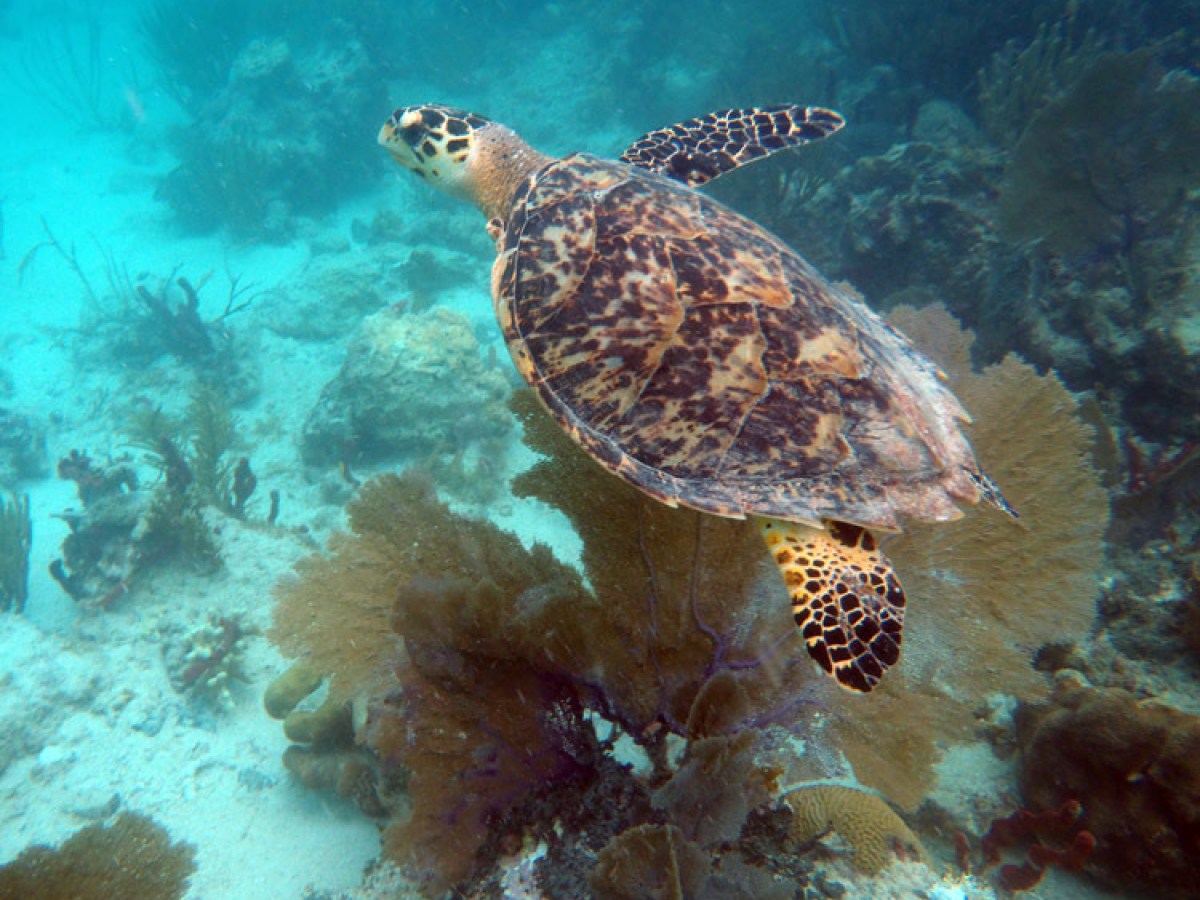 a turtle swimming under water
