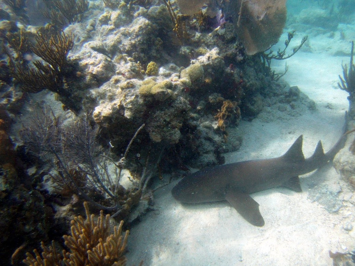 a fish swimming under water