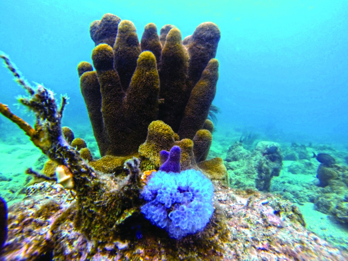 a close up of a coral