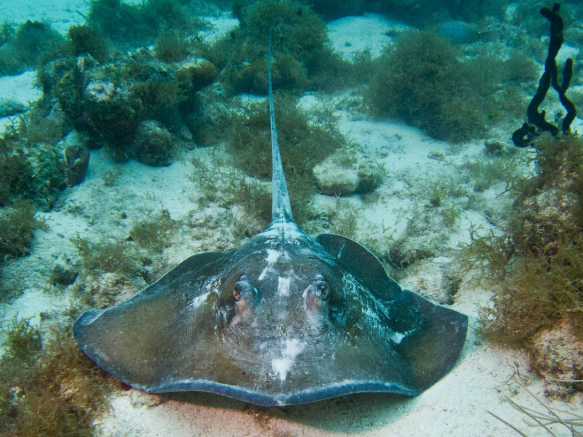 a fish swimming under water