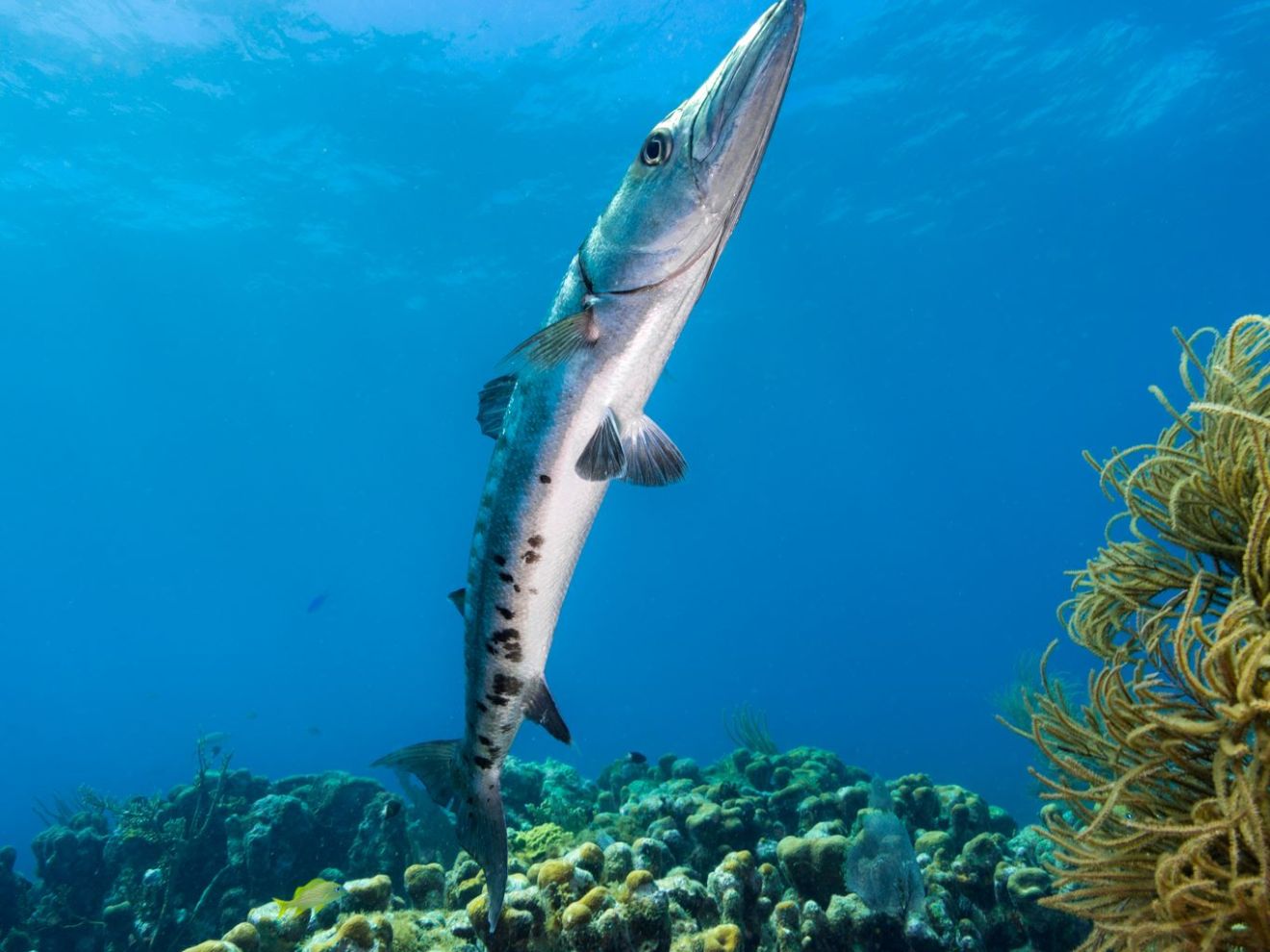 underwater view of a mountain