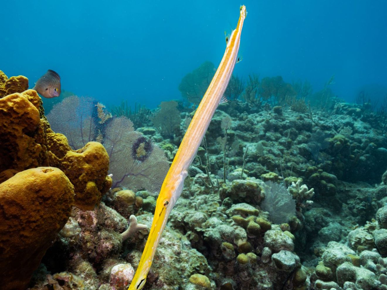 a group of fish in the water