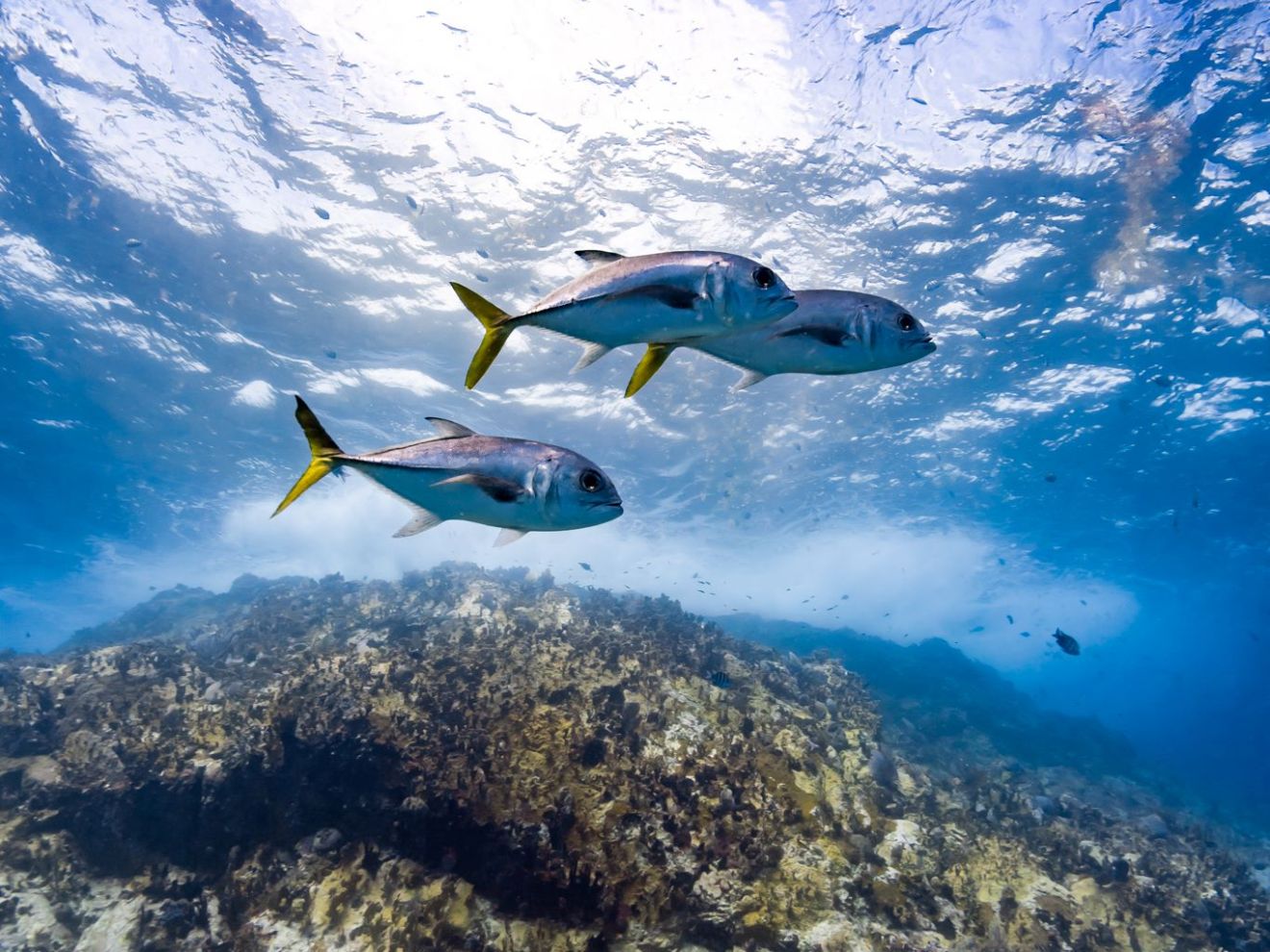 a person flying through the air while riding skis