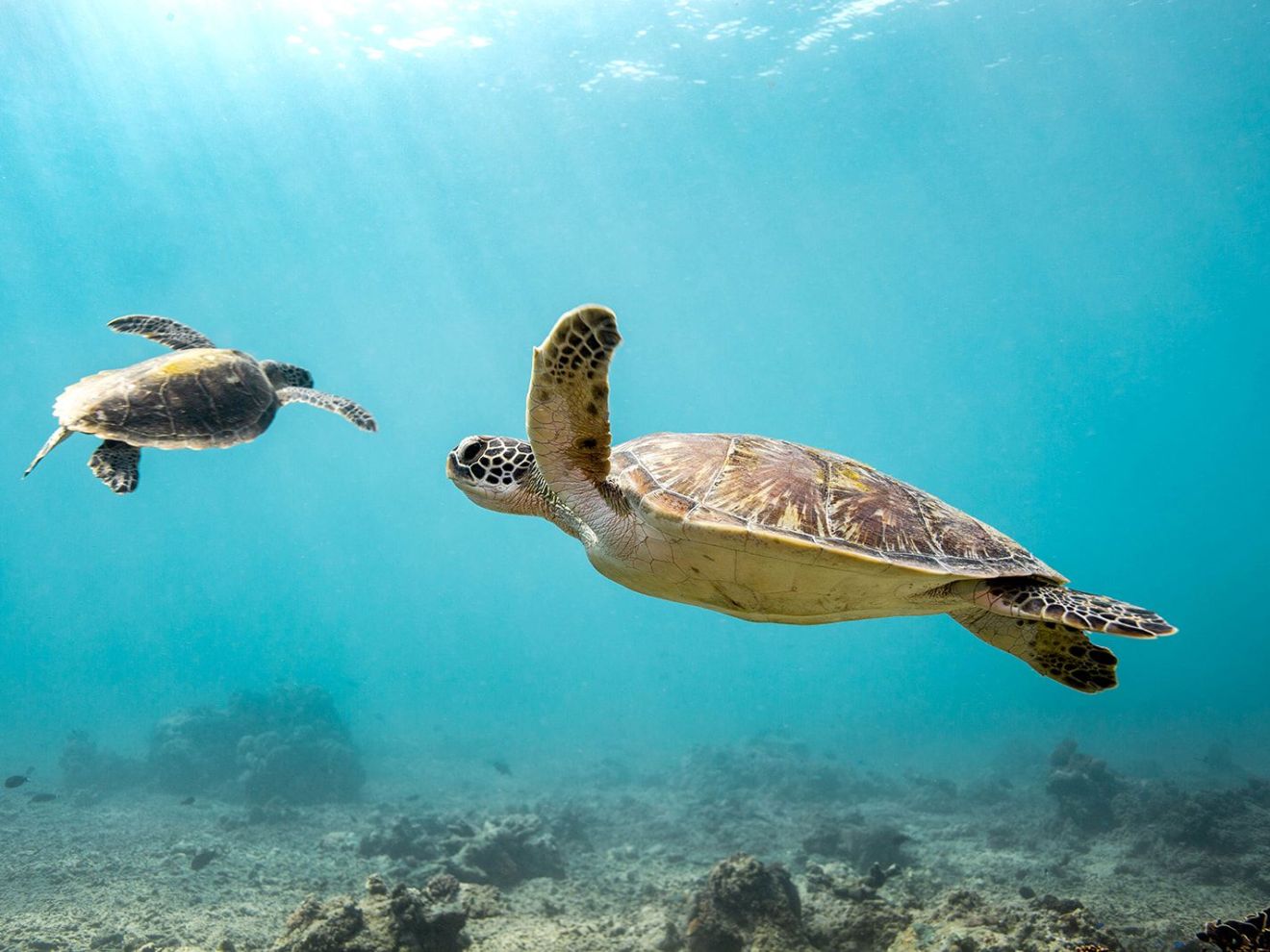 a flock of birds sitting on top of a turtle swimming under water