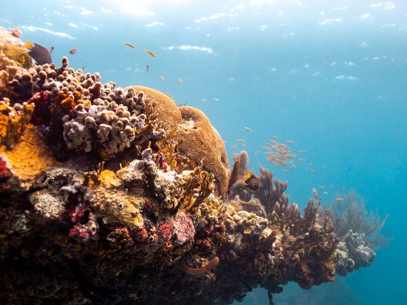 underwater view of a large rock