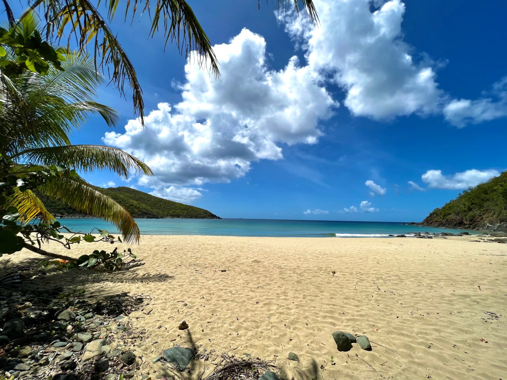 a group of palm trees on a beach
